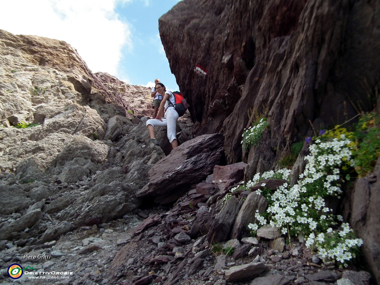 40 Cerastio a foglie larghe (Cerastium latifolium).JPG